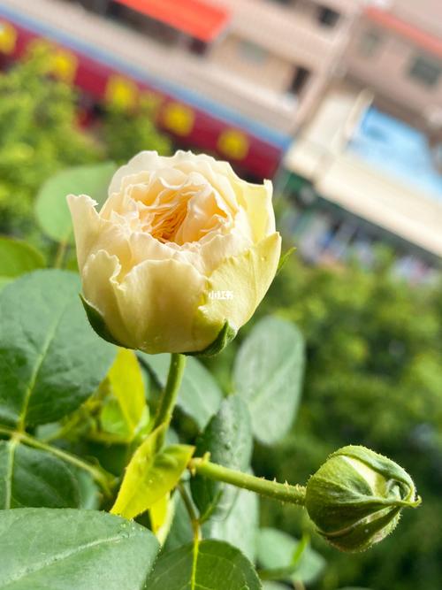 月季_夏天去哪玩_羊绒_家居家装_家居装饰