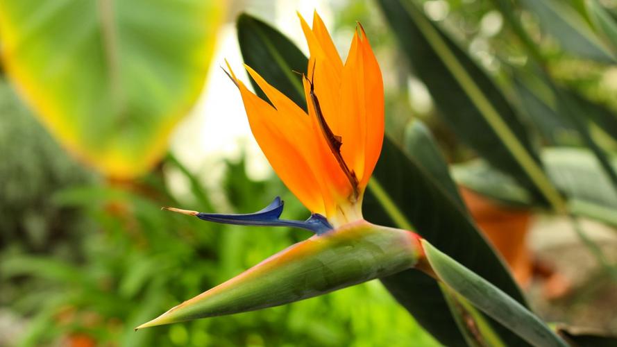 鹤望兰图片大全(3/15)