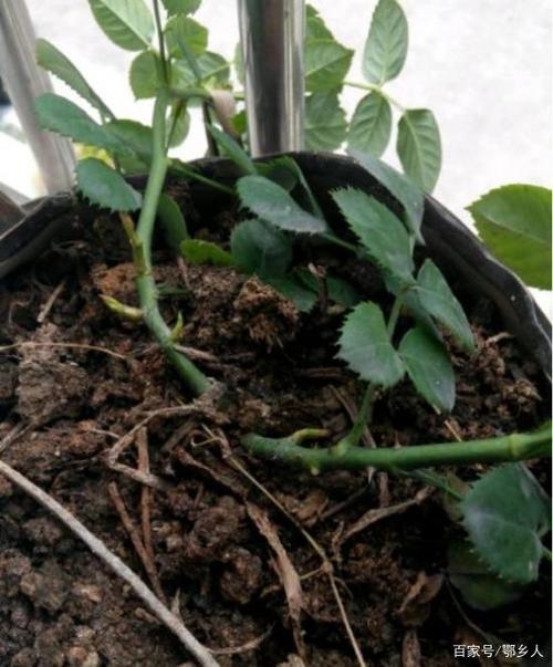 盆栽玫瑰花繁殖方法与养护管理技术要点