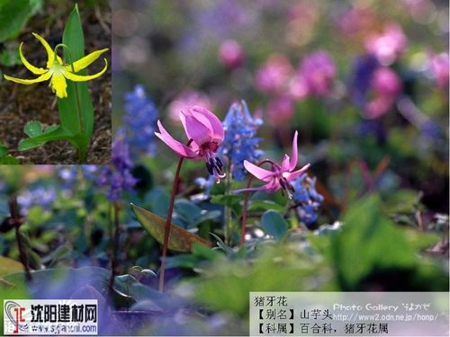 猪牙花/山芋头