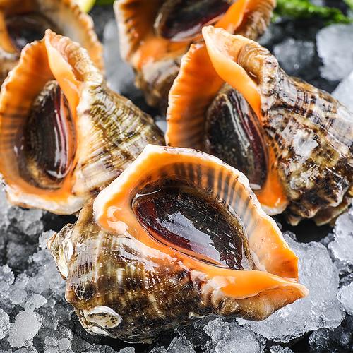 青岛特产海螺鲜活小海螺生猛海鲜包邮新鲜当天贝壳类水产500g