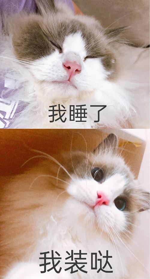 汤姆布利柏