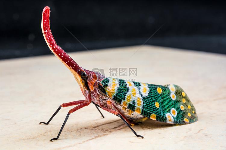 彩色奇异昆虫
