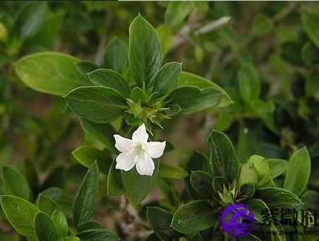 六月雪的功效与作用