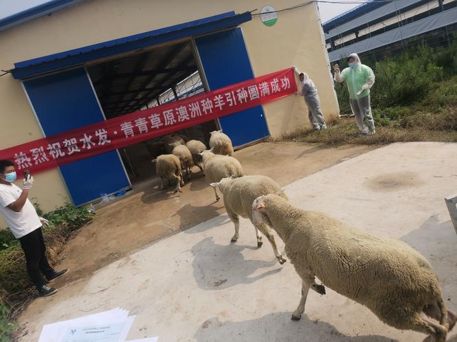兰德瑞斯良种肉羊以其优良的生产性能闻名,单胎平均产羔率高达300%,是