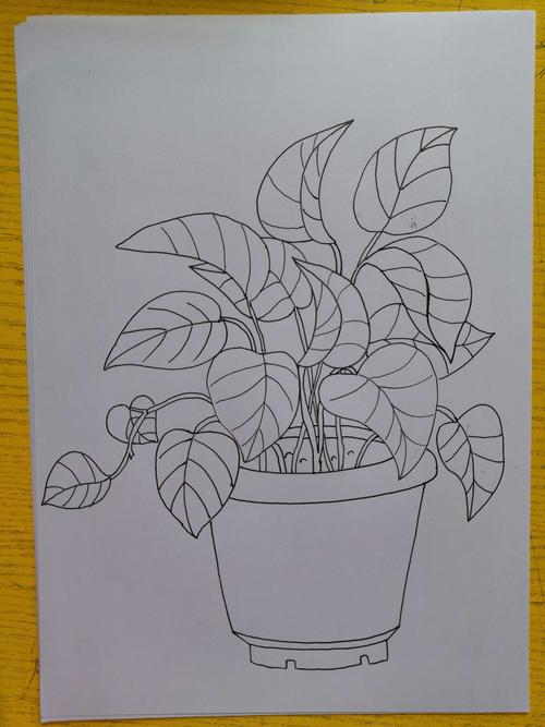 其它 速写绿萝 写美篇 观察最后一张图完成效果,找到画面里没有被遮挡