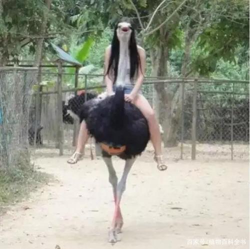 哈哈哈,原来是长发美女在骑鸵鸟,脸被鸵鸟的头挡住了!