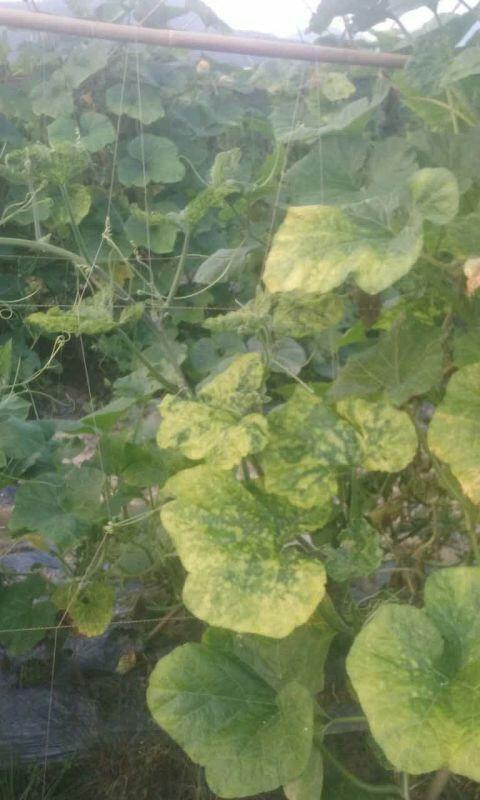 请问各位老师南瓜这样子是什么病害?