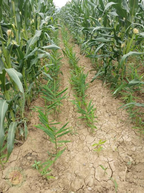 两行生姜,一行玉米,这样种植对生姜有什么作用?