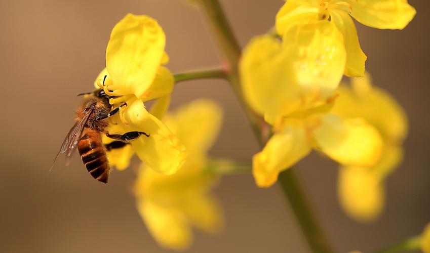 蜜蜂与花