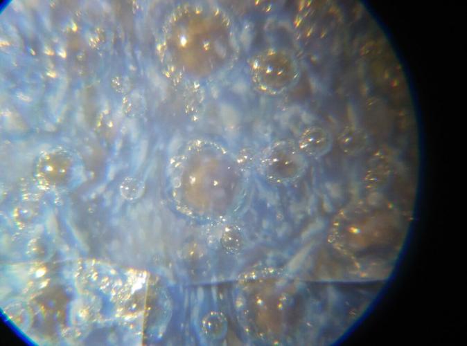 宋瓷五大名窑中,官,哥,定,钧四窑瓷器的气泡的特点是"聚沫攒珠".