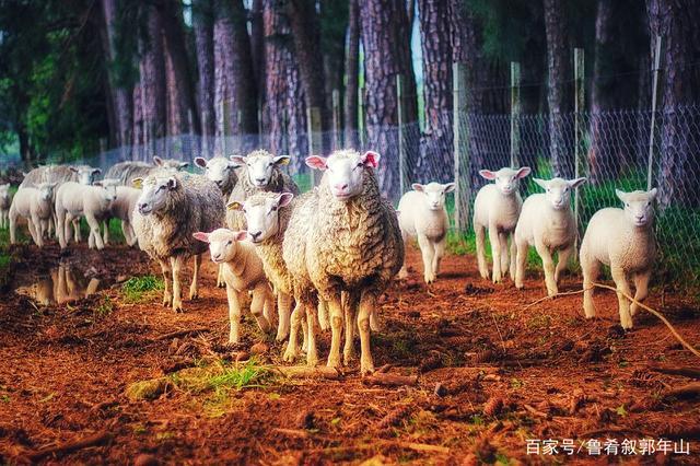 帝王贵族的钟爱,人体塑形第一肉,羊肉