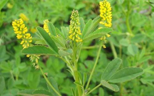 我国主要蜜源植物分布及花期