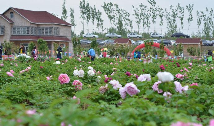 花的盛会----德州牡丹园