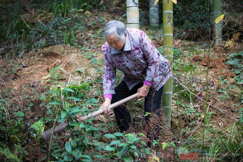 80岁老奶奶腿脚利索眼不花,还能上山挖冬笋,山里人的体格真是好
