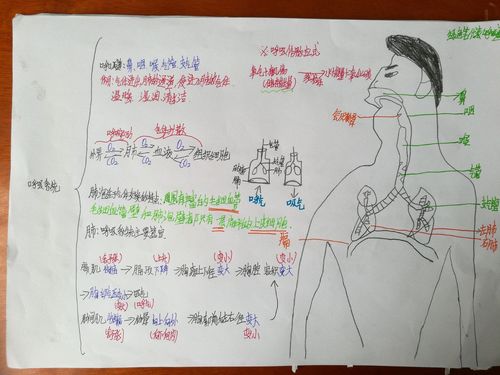 人体的呼吸部分优秀思维导图 七年六班