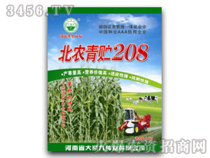 青贮玉米北农青贮208