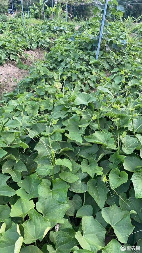 佛手瓜藤尖龙须菜五指山佛手瓜苗尖洋瓜藤尖