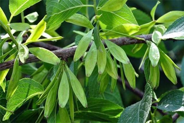 杜仲种植条件(杜仲树的种植方法)