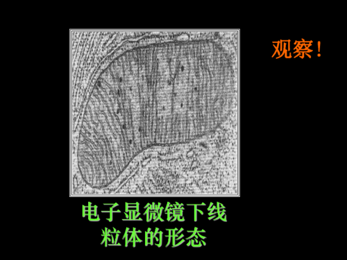 膜细胞核细胞成分,功能1,线粒体2,叶绿体3,内质网4,核糖体5,高尔基体6
