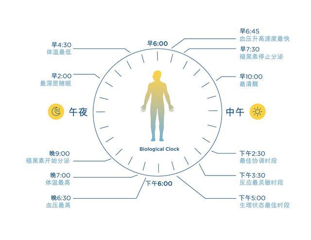 人体生物节律图示