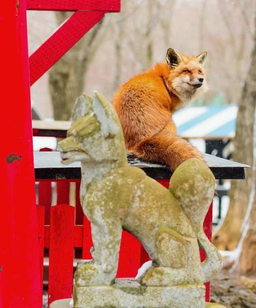 游日本著名景点狐狸村从外貌可爱的狐狸身上看到中日不同