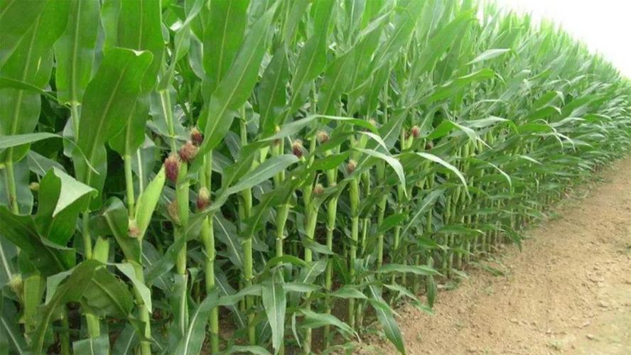 比如长30米,宽20米的地块,玉米按等行行距60厘米,株距30厘米,种有多少