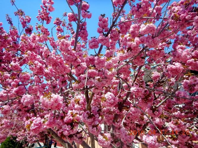 山东莱阳濯村第二届樱花节