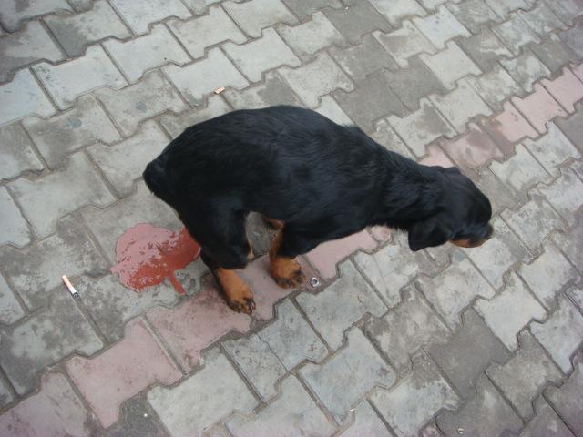 犬细小病毒的一些症状