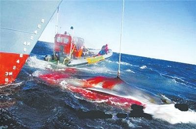 国际法院叫停日本"科研"捕鲸