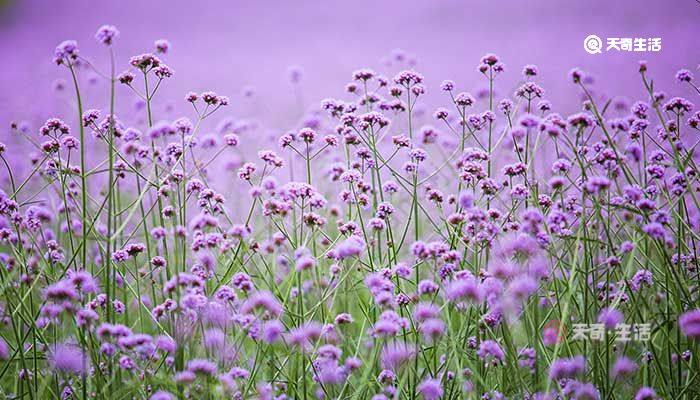 2,纯洁和平:纯洁和平也是薰衣草的