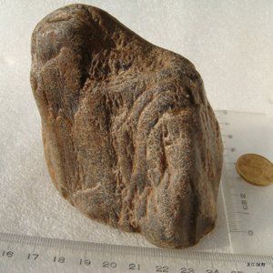 水冲木化石原石