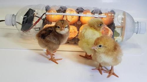 有创意:韩国小伙用矿泉水瓶孵化出小鸡,看看他怎么做的