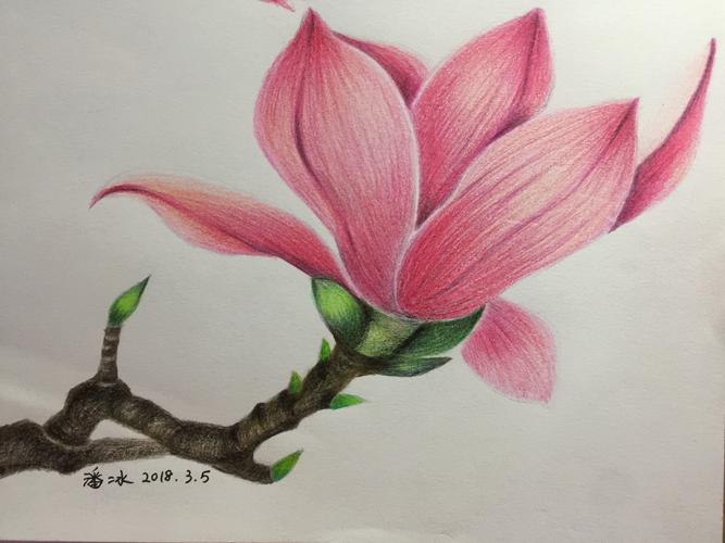 彩铅绘26---玉兰花5