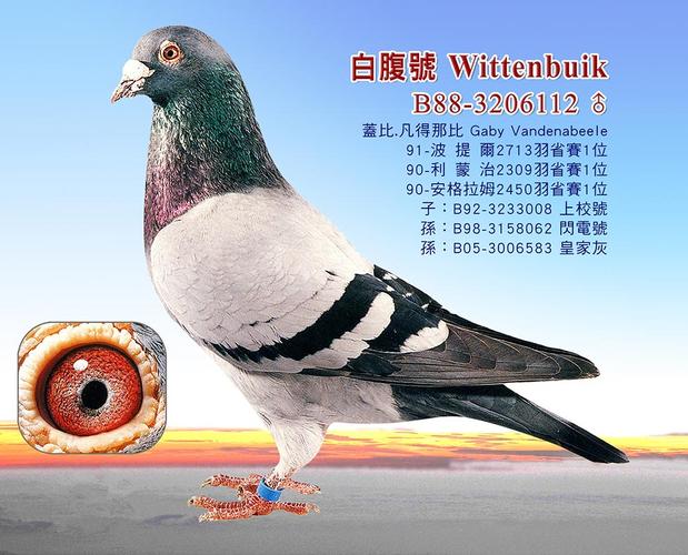 这可能是关于盖比大名鸽闪电号"前世今生"最齐全的