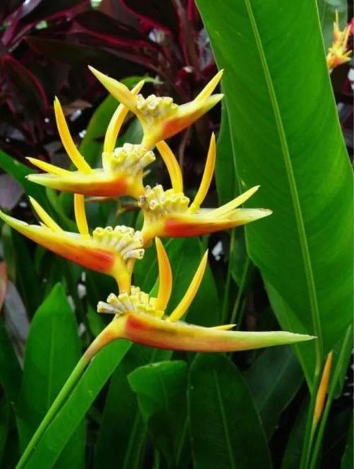 马来西亚的奇花异草|天堂鸟|倒挂金钟|鹤望兰|大王花