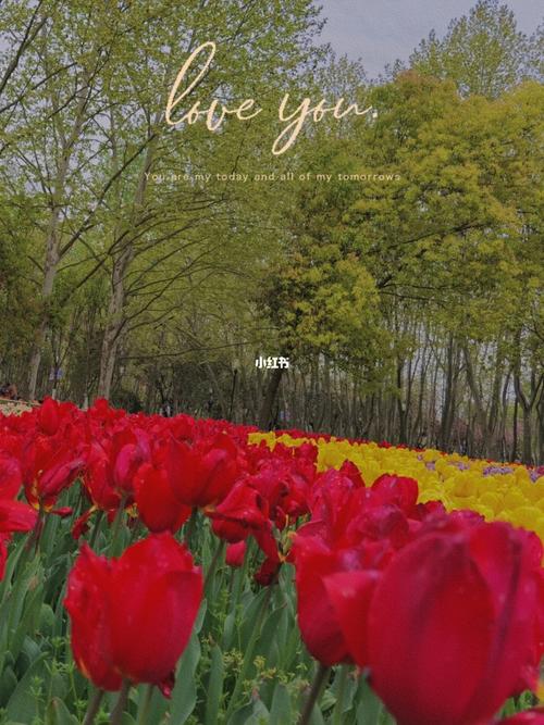 合肥植物园_春天去哪玩_樱花_减肥_出行_人文风光展示