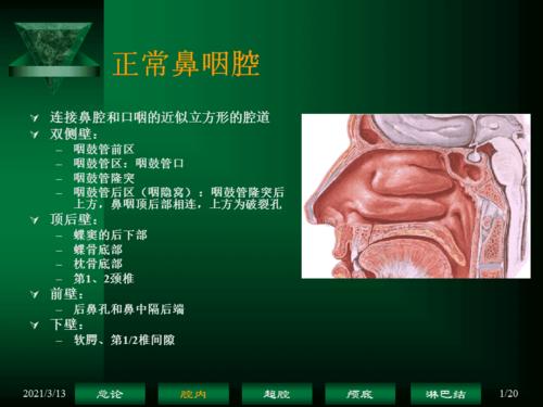 鼻咽癌解剖——鼻咽腔.ppt