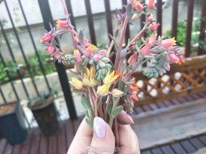 很多人问多肉花剑剪下来,还能做干花吗?