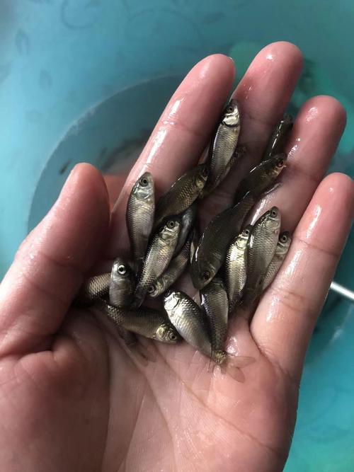 活体饲料鱼鲫鱼乌龟鳄龟龙鱼放生鱼小虎鱼饲料小鱼苗麦穗鱼鲮鱼