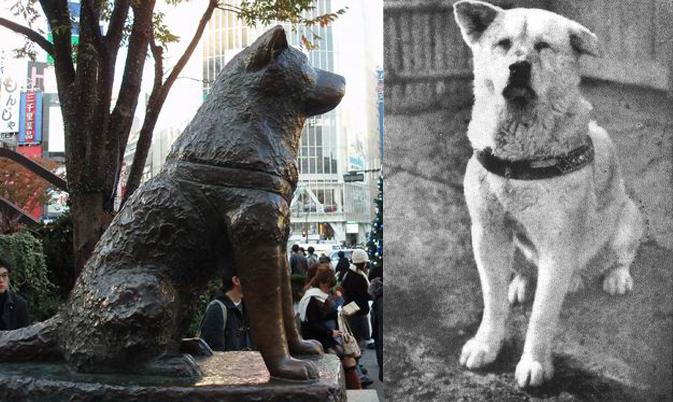 它翘首远望,好像总在等待着什么.它就是日本有名的八公犬.