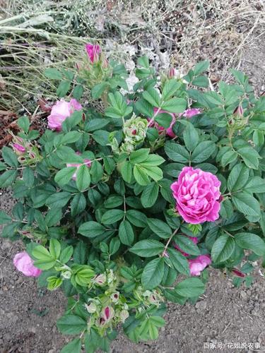 浅谈月季,玫瑰与木香的区别