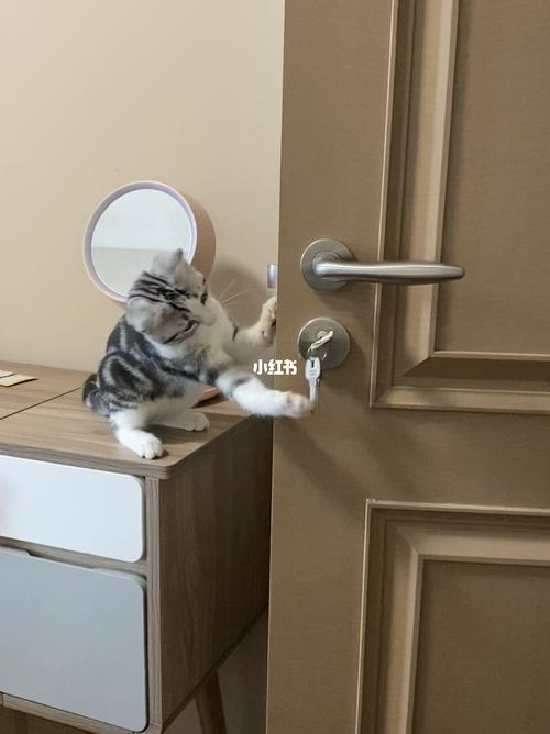 小猫咪开门(下)_猫咪_宠物_我家宠物好可爱_宠物_猫