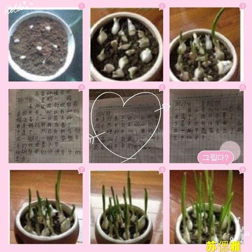 【种植收获 蒜苗飘香】汉光实验小学一年级1班——我的小蒜苗成长日记