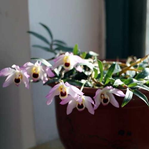 曲茎石斛 稀有品种 石斛界超级稀有品种 粉色花 不是