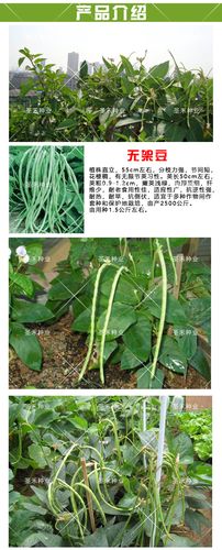 美国无支架豆角豇豆种子龙泉特选高产无支架四季豆地豆芸豆蔬菜种_5折