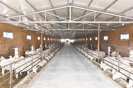 环县罗山川乡大树塬村肉牛养殖农民专业合作社一角.