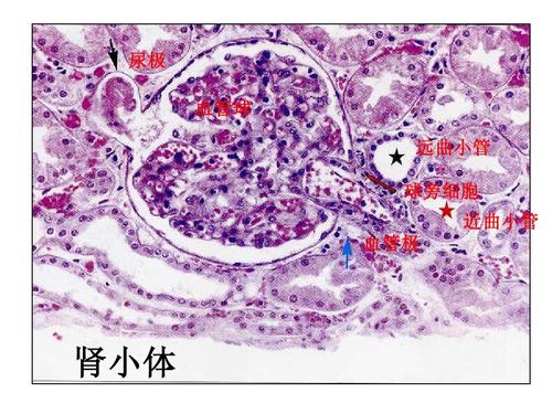 组织胚胎学切片考试准备答案ppt