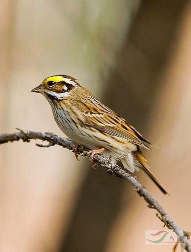 三道眉鸟叫声急用 mp3的有的 qq406786653