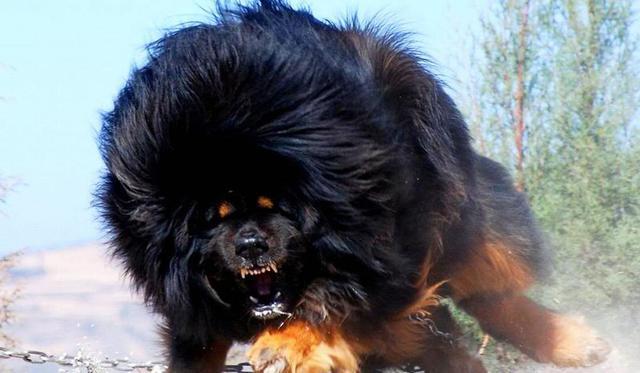 东北虎有时会捕食狗,如果将狗换成藏獒犬,老虎还能成功捕食吗?